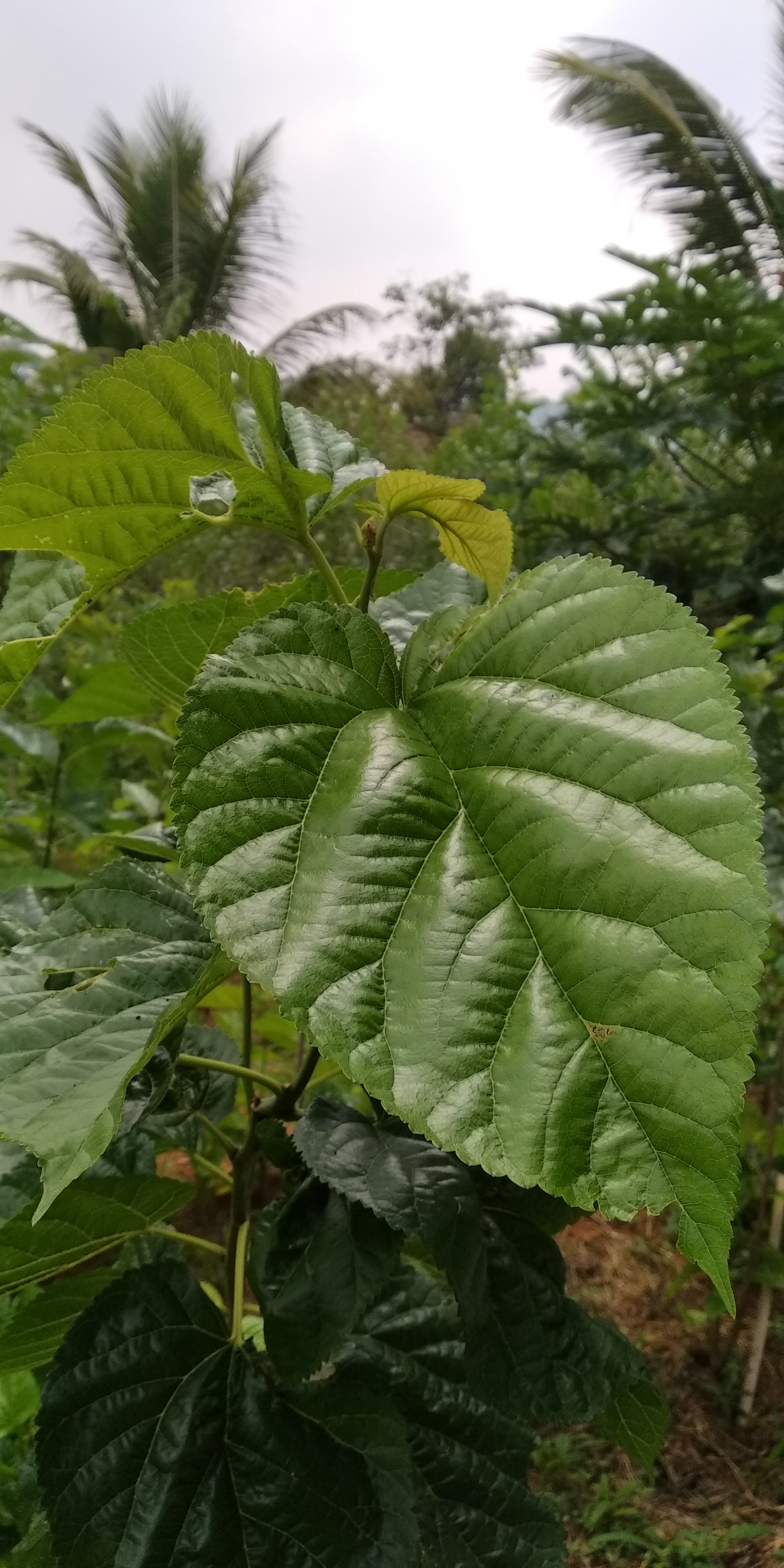 publikasi_690742_daun-penghasil-sutera_20221004131919.jpg